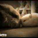 棠