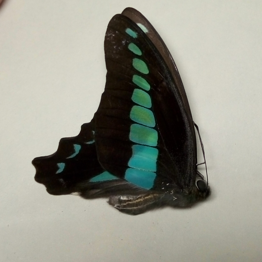 麻雀