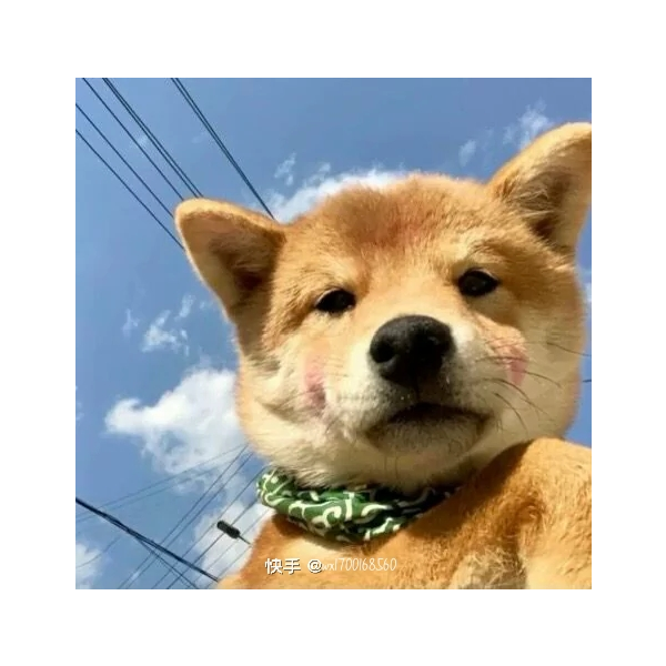 阿阳精分了