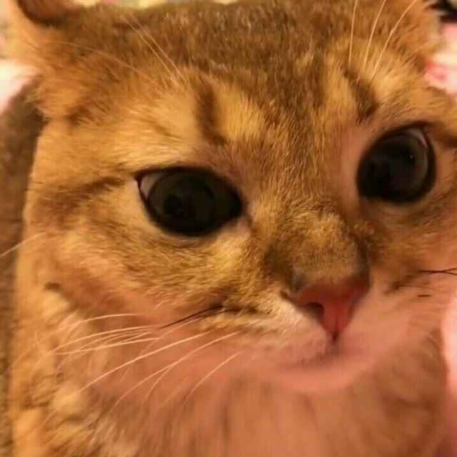 啊呦可萌了丷