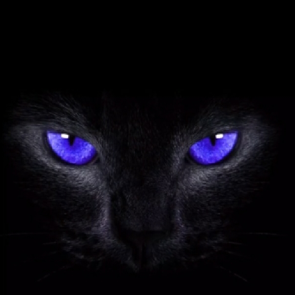 一个凶凶的黑猫