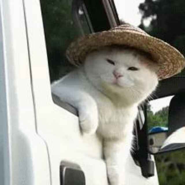 龙风落花听