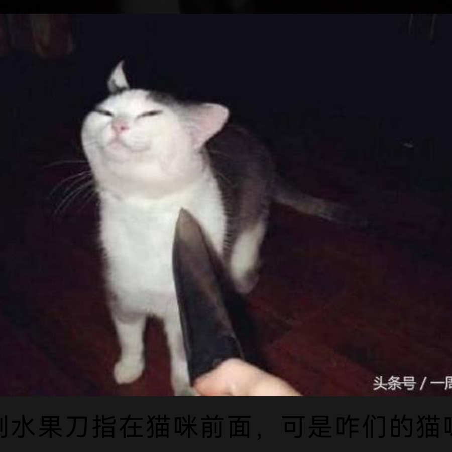 黄瓜猫