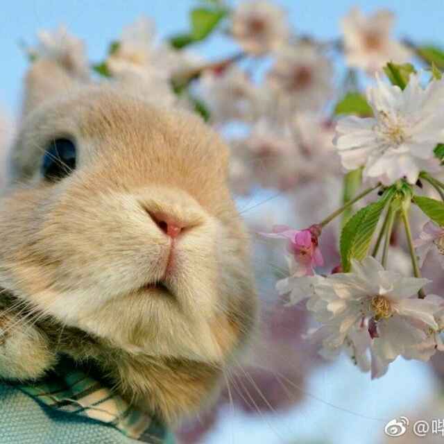 神木実花