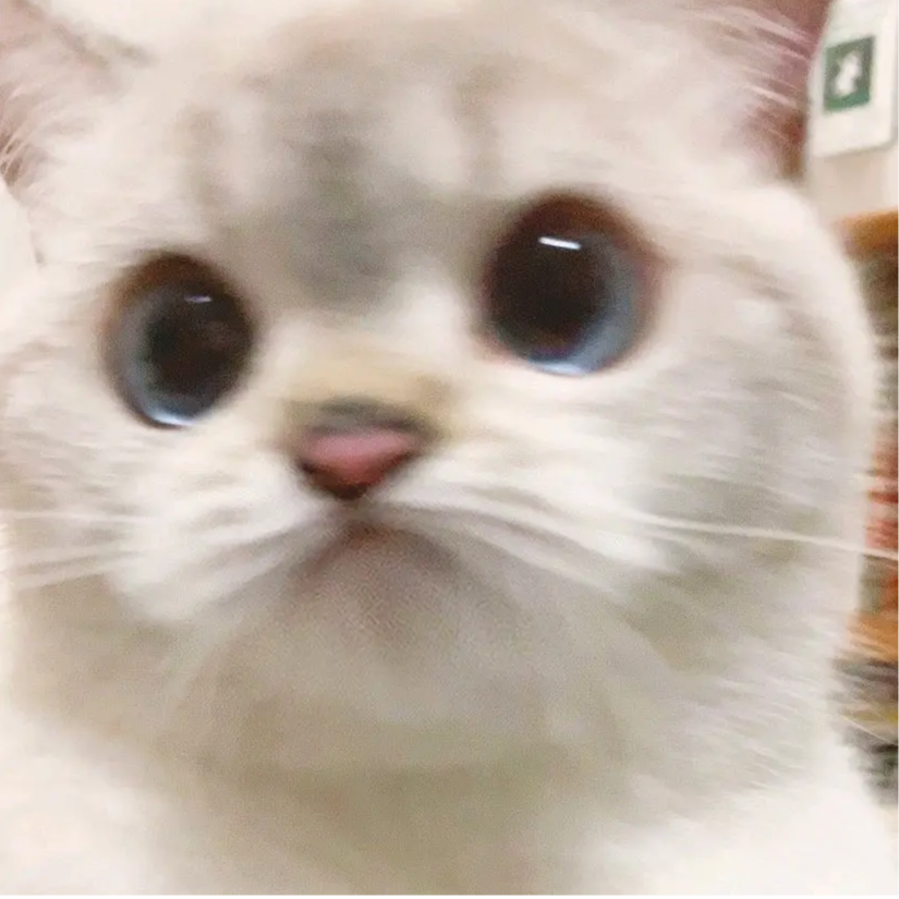 顽皮毛袜