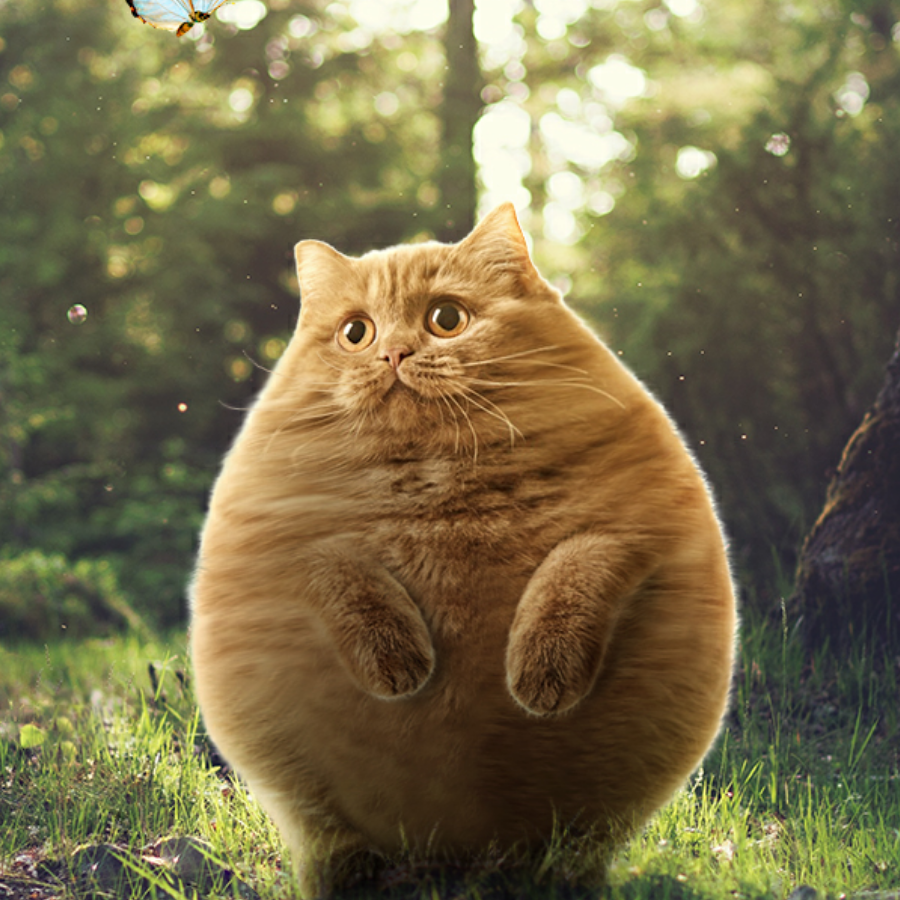 超肥的猫