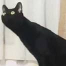 俗子