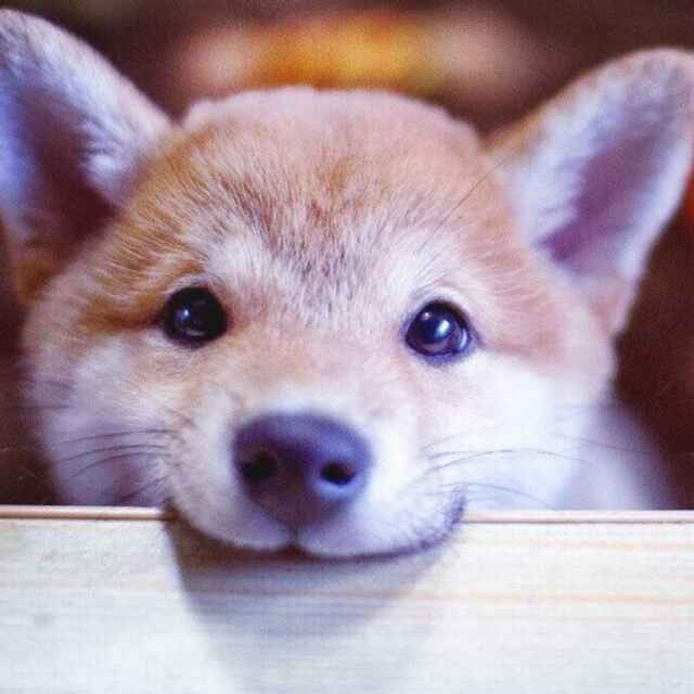 额诶咦