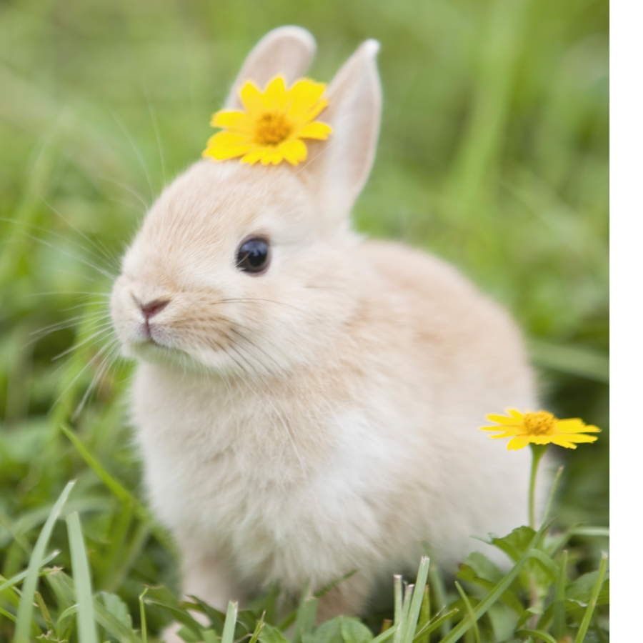 薄荷🐰🐰