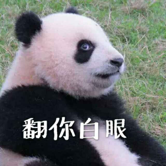 🐼 🐼 🐼