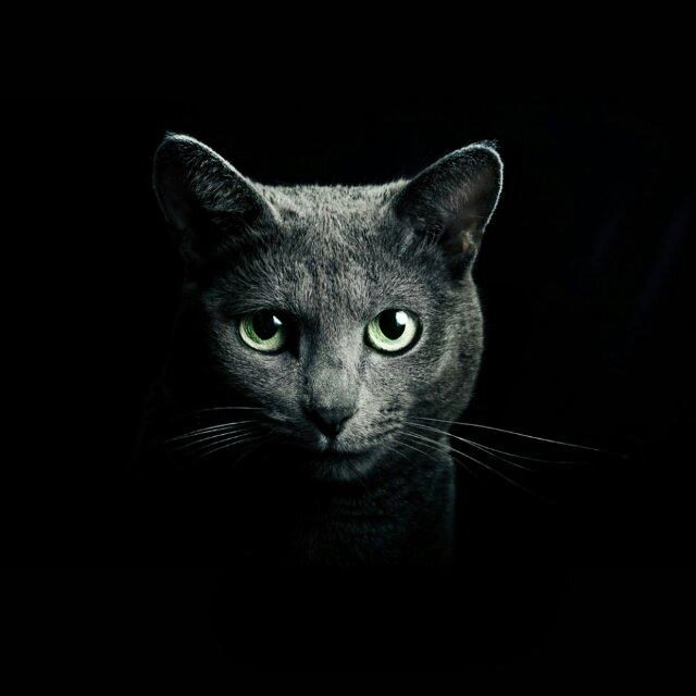 独家黑猫
