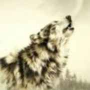 Wolf-♚苍狼♚