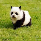 做好事不留名的王文彬先生