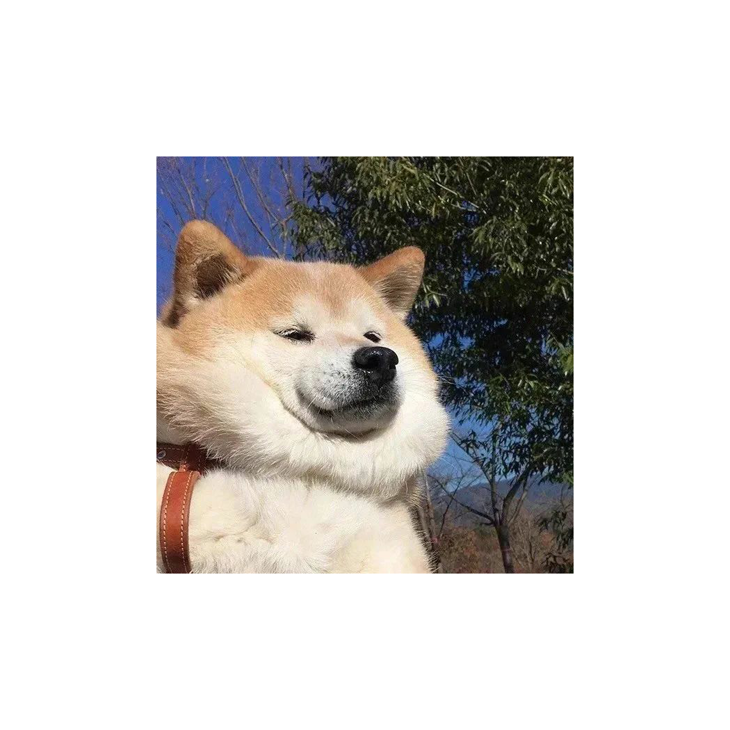 飞洄