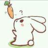 兔子🐰