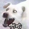 扶桑