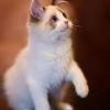 卖油条的猫
