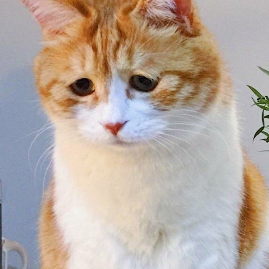 荼荼