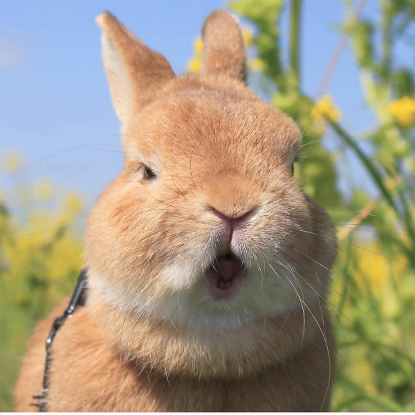 璧小兔🐰