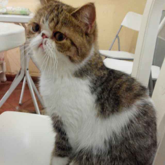 丸子猫