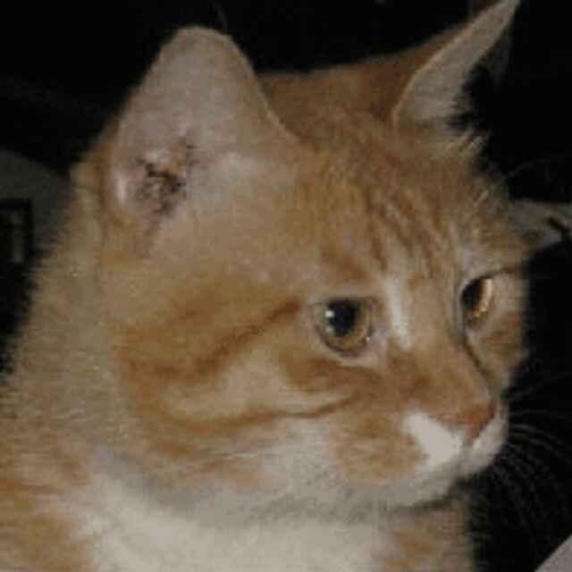 大猫