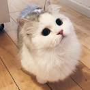 阿猫阿狗和你