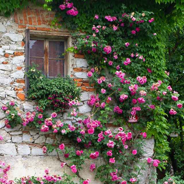 花败蝶飞あ终不悔