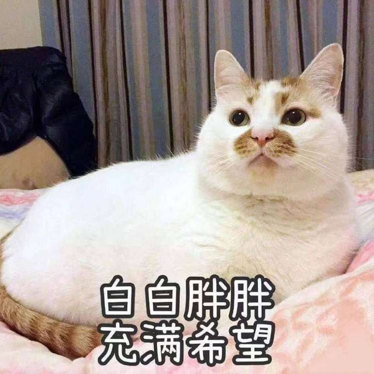 嚯奶茶不咯