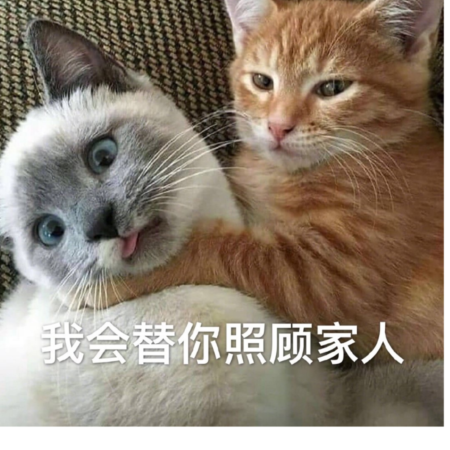 猫猫祟祟