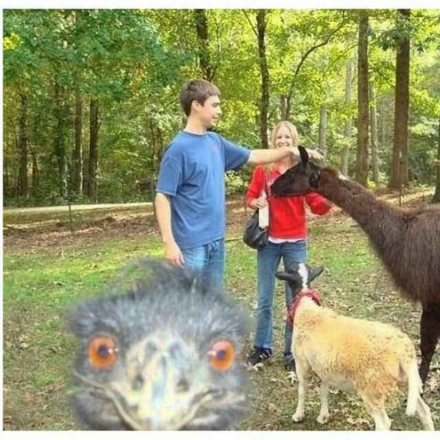 🐒