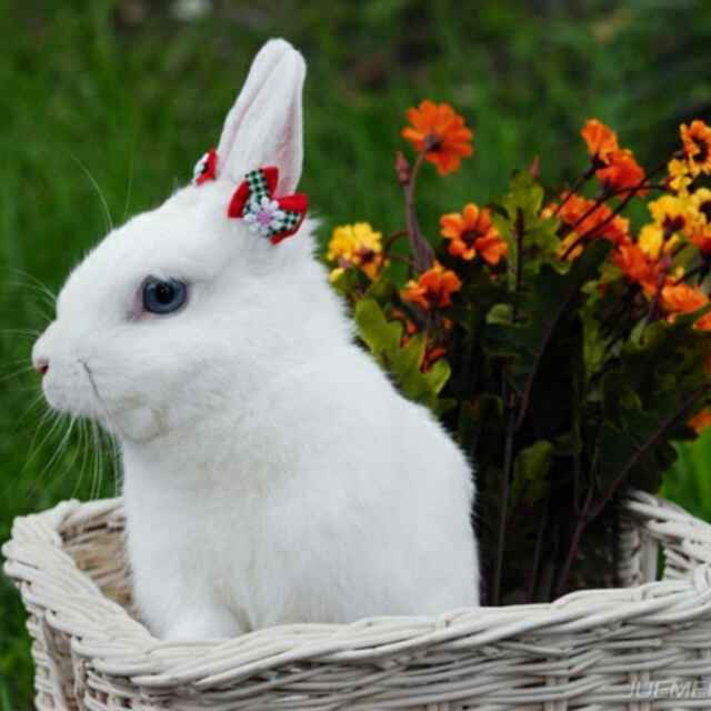 阳阳