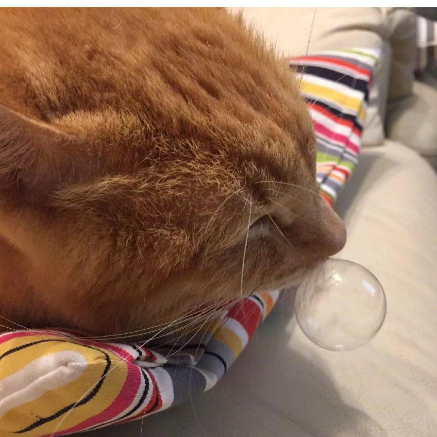 好想养一只橘猫