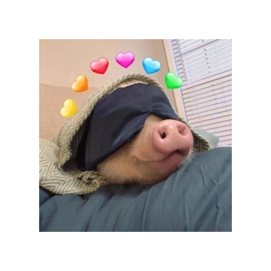 一只被蒙眼的猪🐷