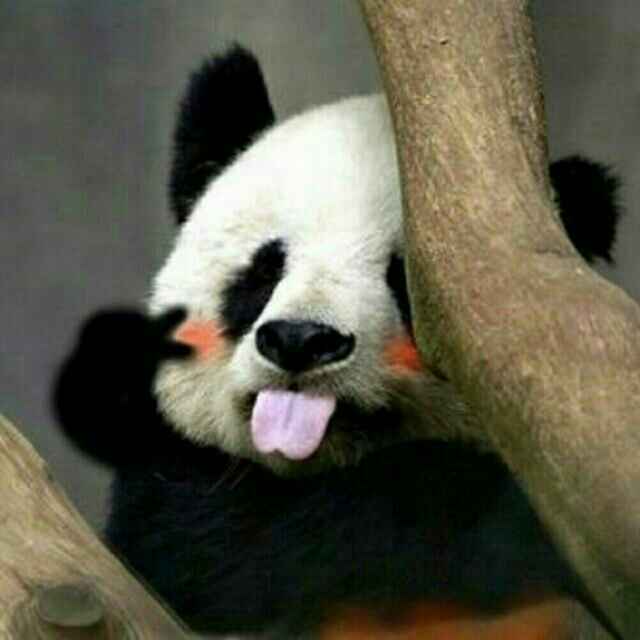 桐