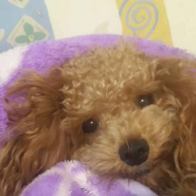 自由飞翔