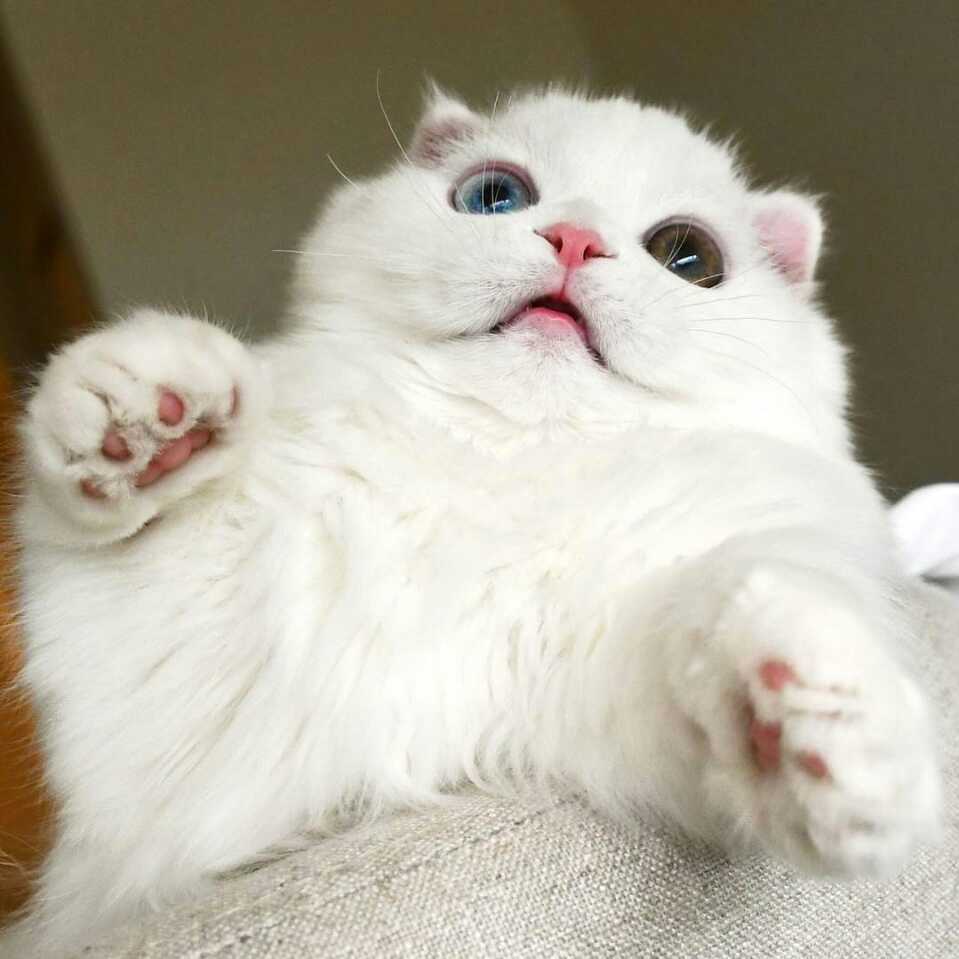 私想