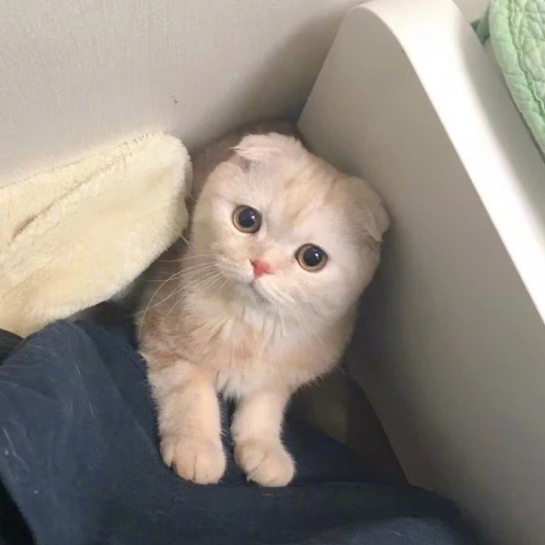 阿昭昭