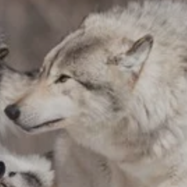 手机用户56658731