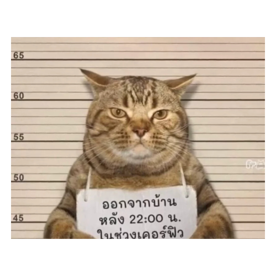 伴清灯