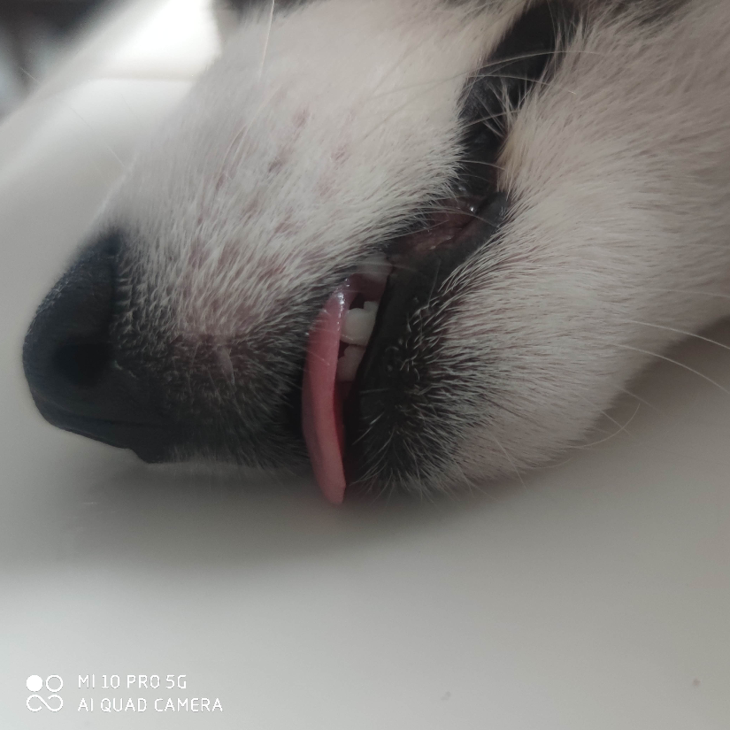 诗如画丶醉忘尘