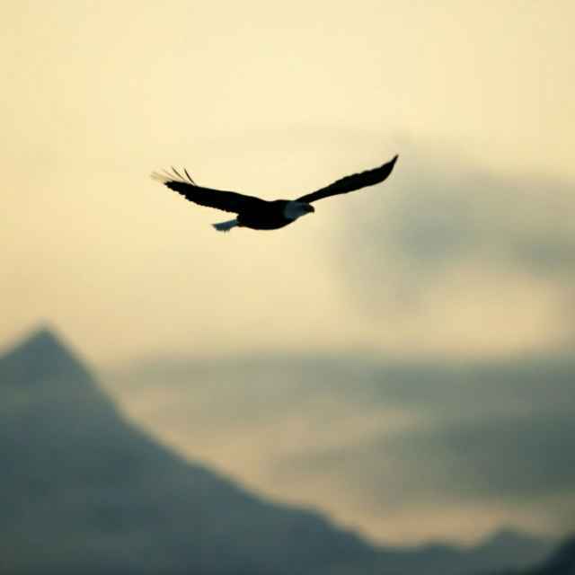 Flying   eagle