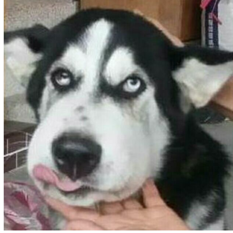 造在了大腚上