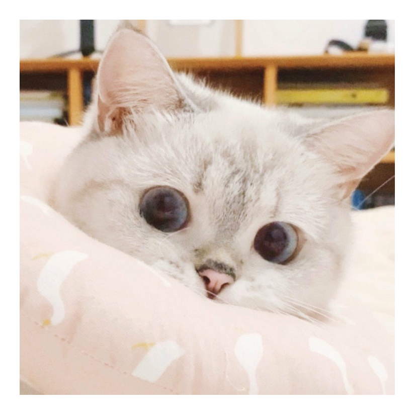 咕咕