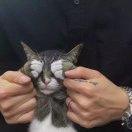 Z房东的猫Z