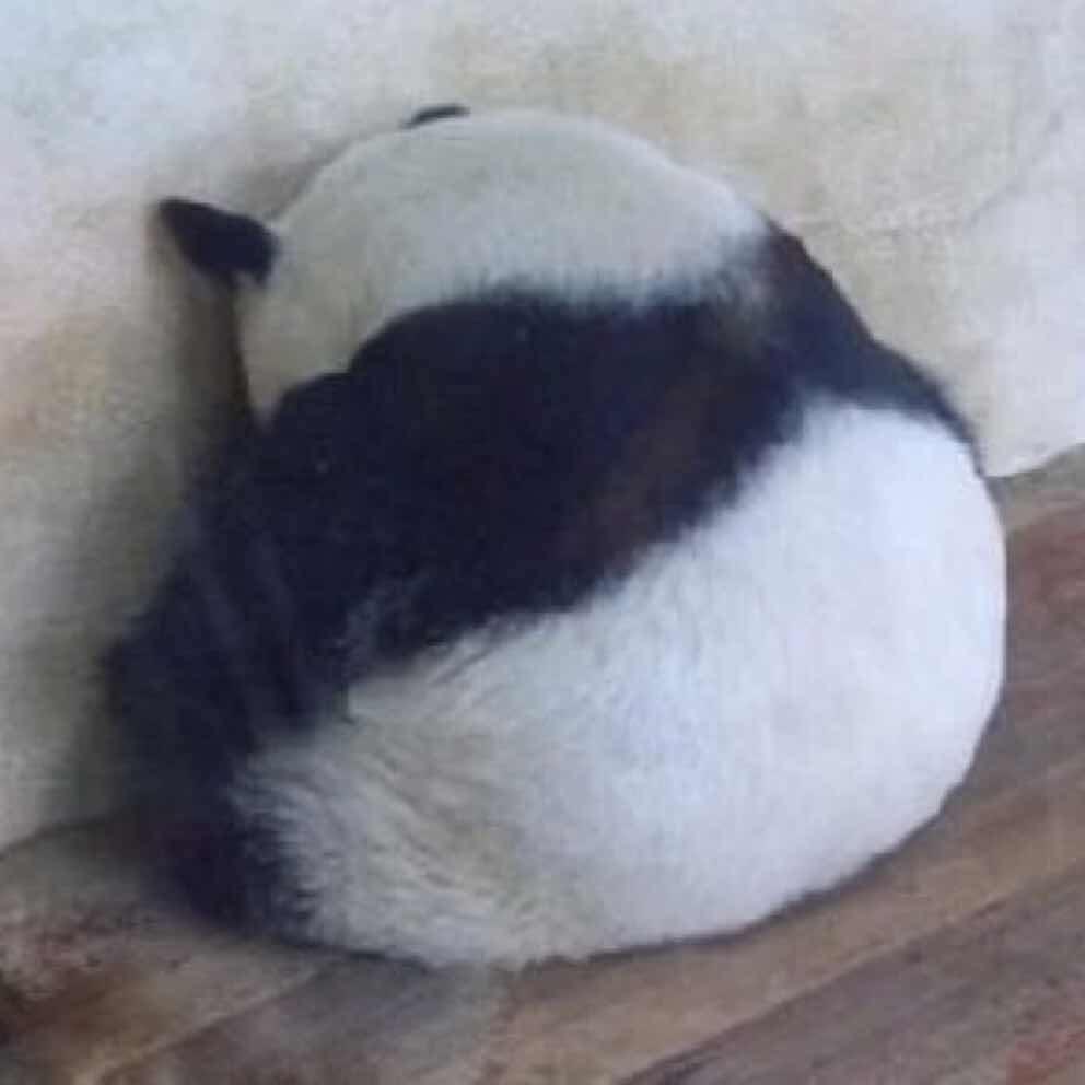 紫电清霜