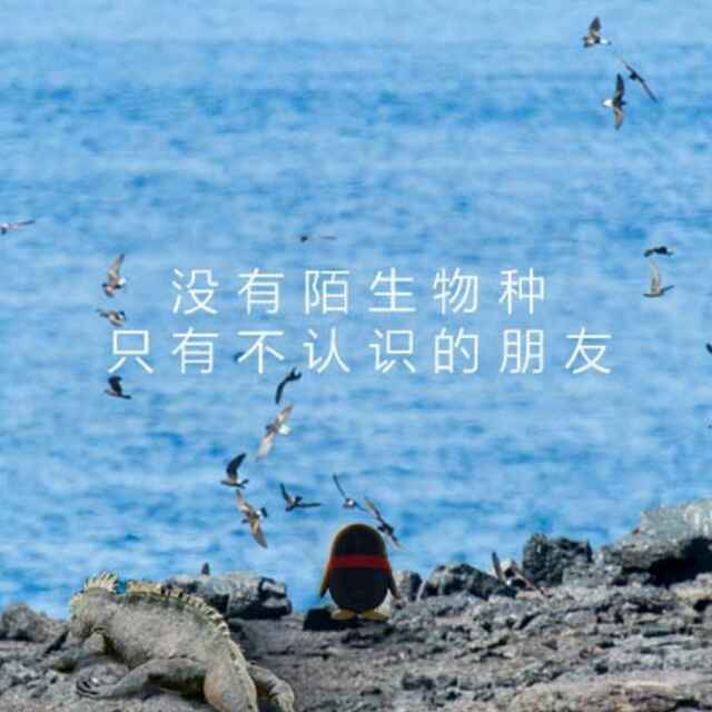 偏偏喜欢你