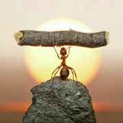 奋斗中的小蚂蚁