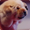 老巫师 🐶