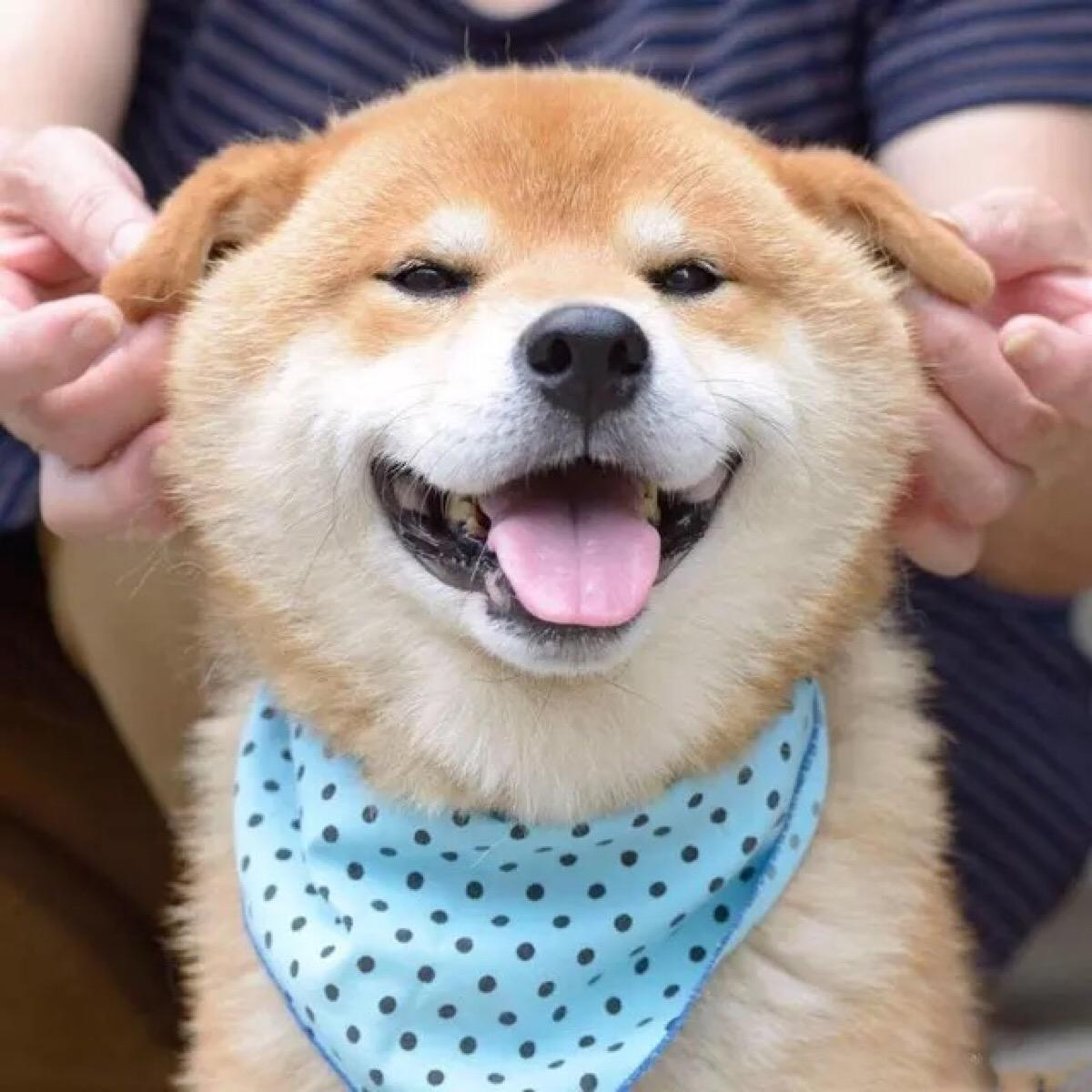 王の菊花