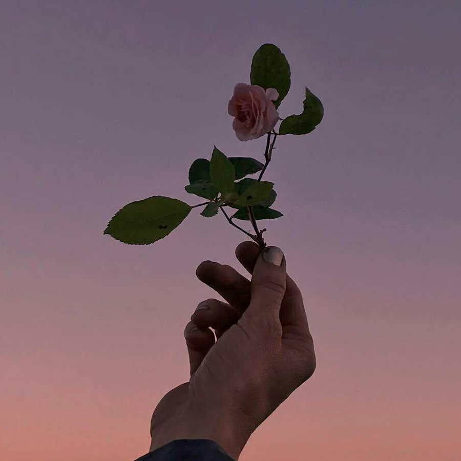 黄蜂